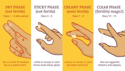 8 DPO The Early Pregnancy Symptoms. . 8dpo cervical mucus